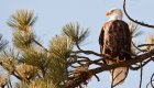 Eagle in North Idaho
