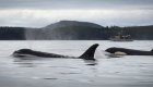 Orca whales on the surface of the Pacific Ocean seen off the coast of Vancouver Island
