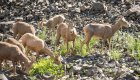 mountain goats grazing along the salmon river in Idaho