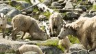 mountain goats in Frank Church Wilderness area