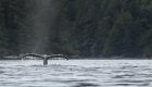 Front view of an orca whale tail peaking out of the water in the Johnstone Strait
