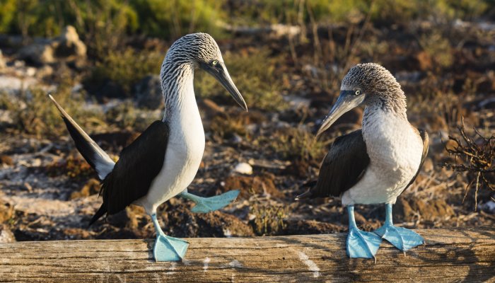 Creature Feature - Blue Footed Boobie